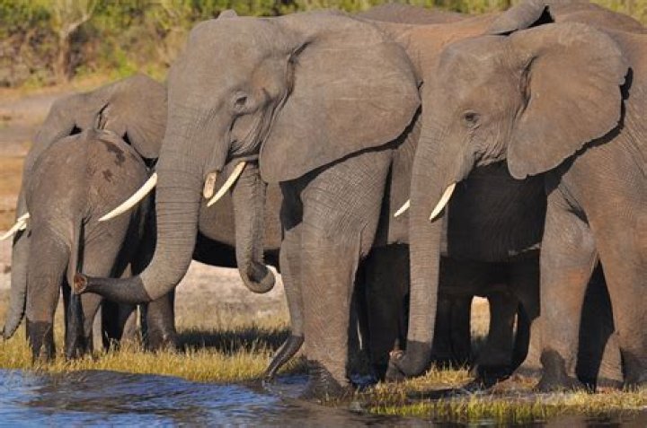 Are African elephants scared of bees?