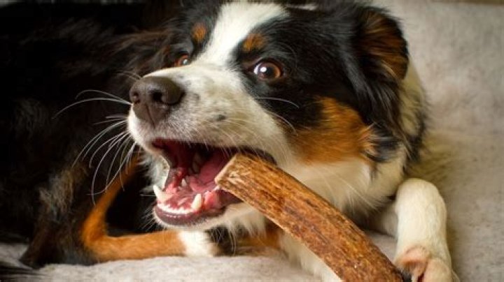 Are antlers safe for dogs teeth?