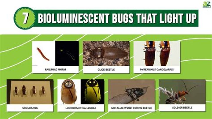 Are any bugs attracted to vinegar?