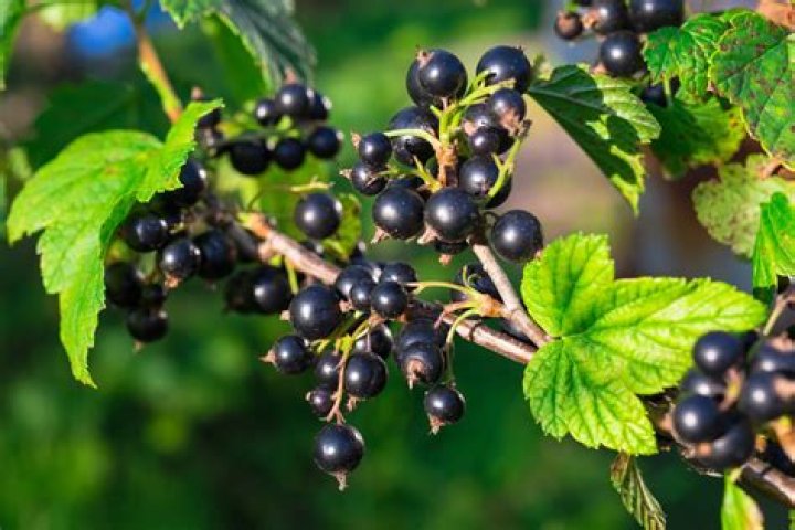 Are black currants illegal in America?