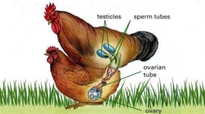 Are chicken eggs fertilized?