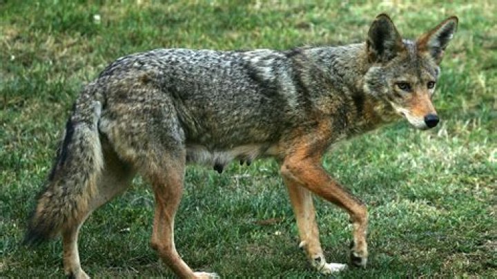 Are coyotes scared of dogs?