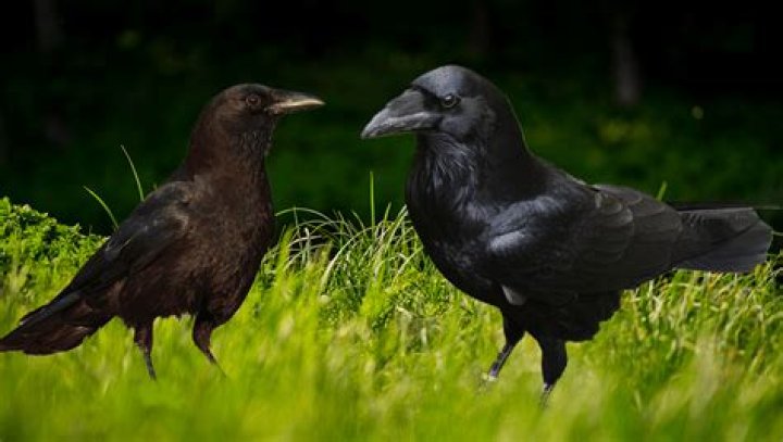 Are Damian and Raven together?