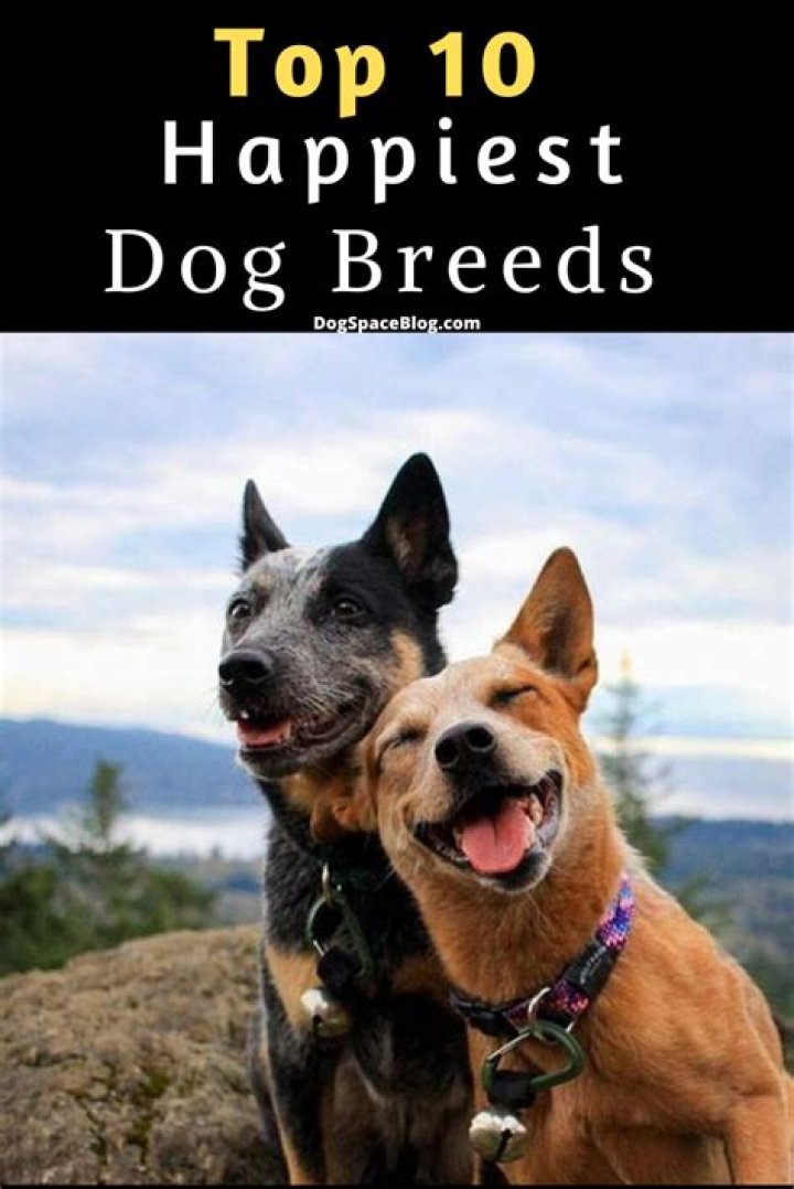 Are dogs happier with other dogs?