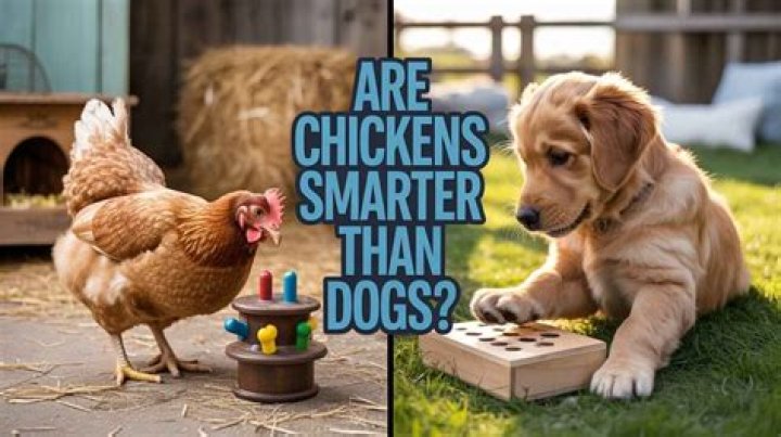 Are dogs smarter than chickens?