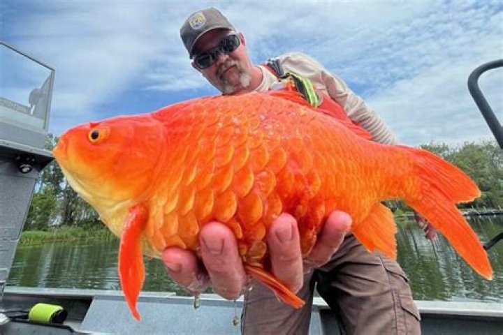 Are goldfish asexual?