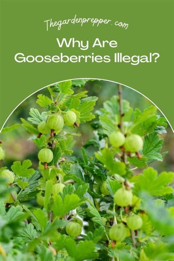 Are gooseberries illegal in California?