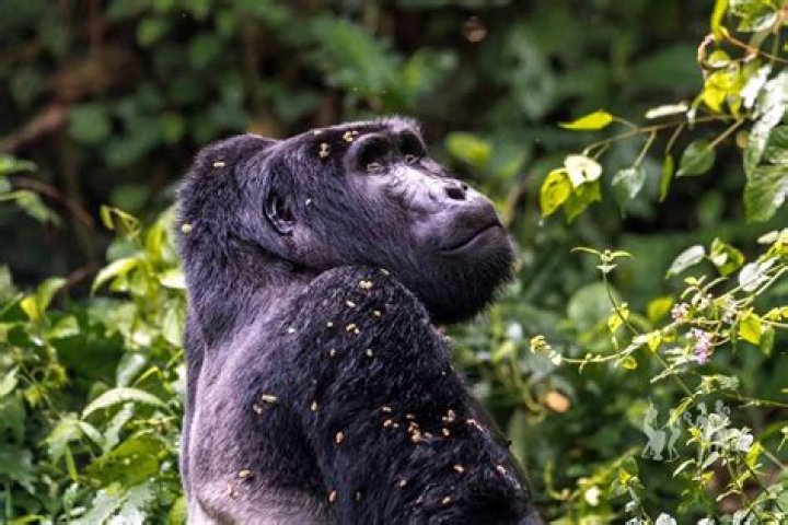 Are gorillas afraid of snakes?