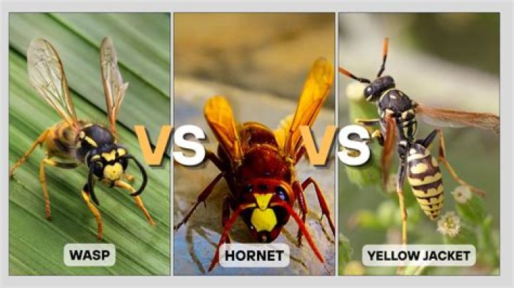 Are ground hornets and yellowjackets the same?