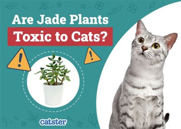 Are Jade Plants toxic?