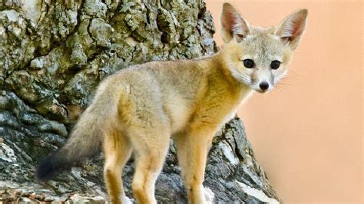 Are kit foxes aggressive?