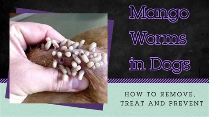 Are Mangoworms in America?