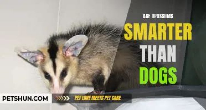 Are opossums smarter than dogs?