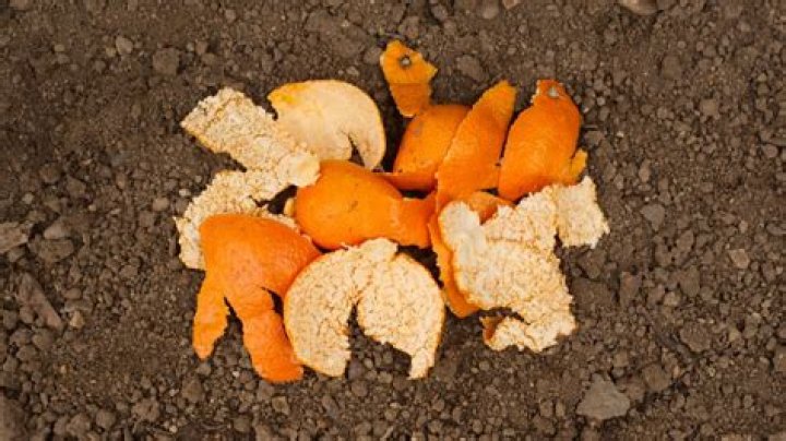 Are orange peels good for chickens?