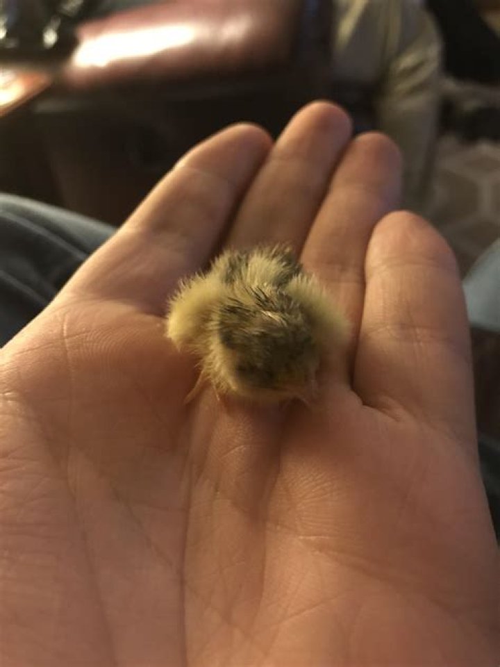 Are quails expensive?