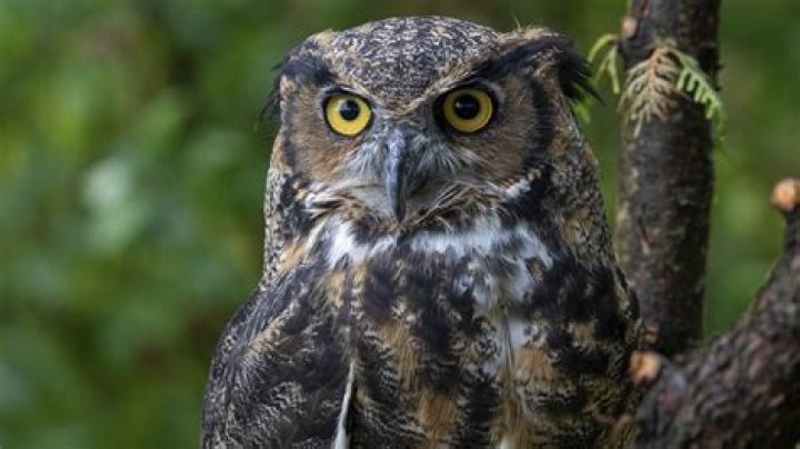 Are ravens afraid of owls?