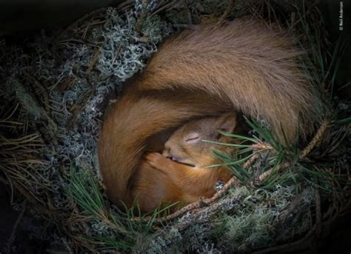 Are red squirrels rare?