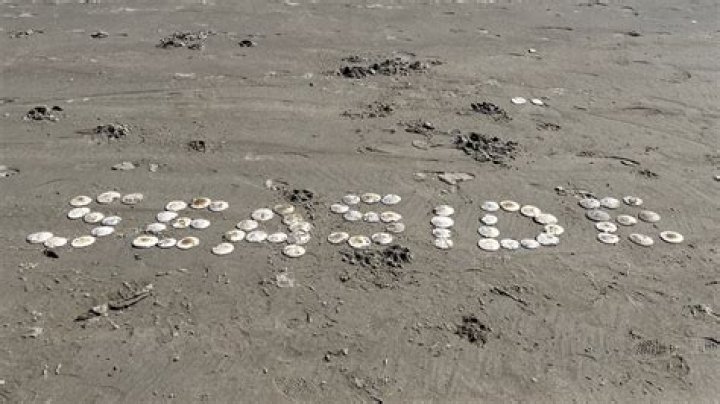Are sand dollars illegal?