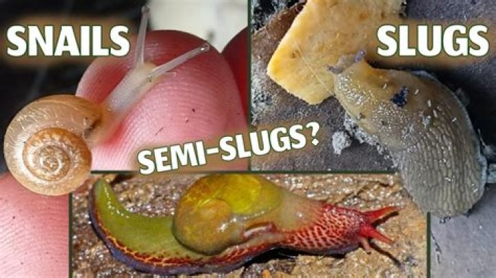 Are slugs cannibals?