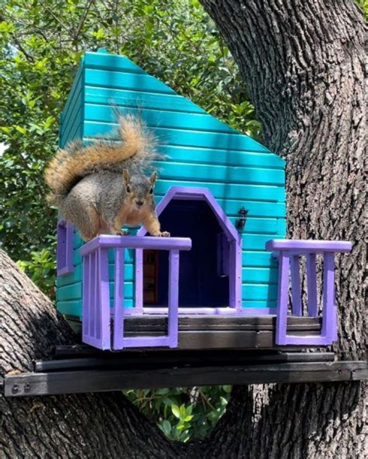 Are squirrel houses good?
