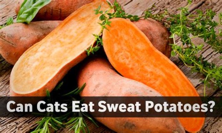 Are sweet potatoes okay for cats to eat?