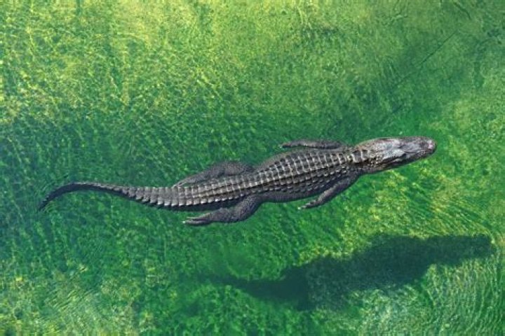Are there alligators in Cancun?