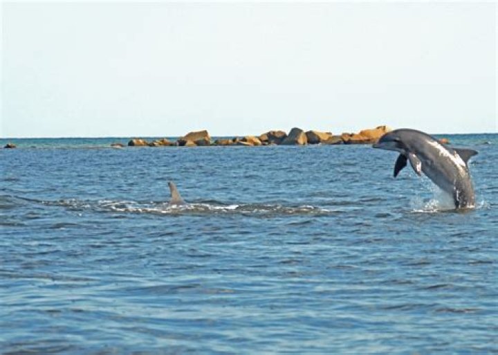 Are there dolphins in Cancun?