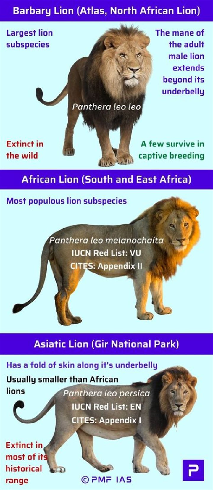 Are there lions in the Caribbean?
