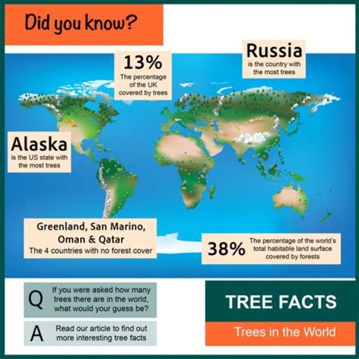 Are there more trees now than in the past?