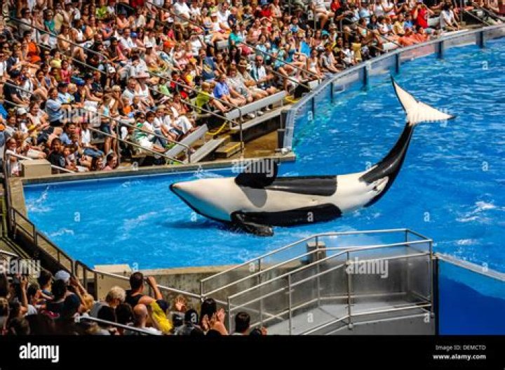 Are there still orcas at SeaWorld 2020?