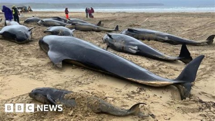 Are whales killed for ambergris?
