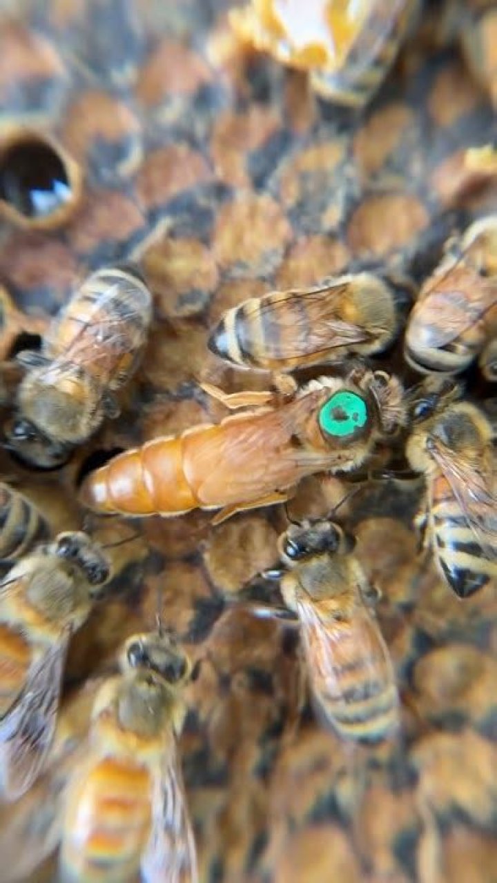 Can a beehive survive without a queen?