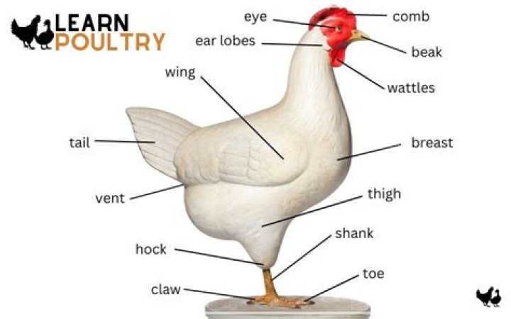 Can a chicken learn its name?