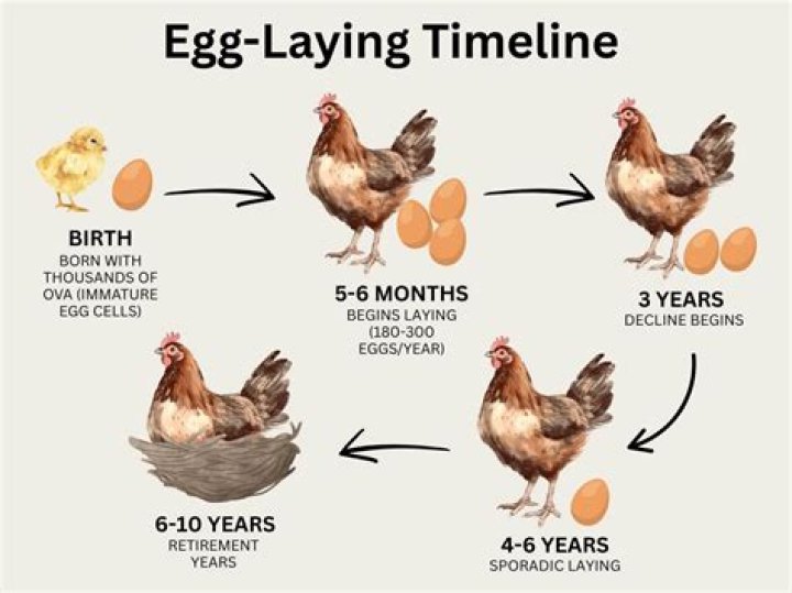 Can a chicken live 20 years?