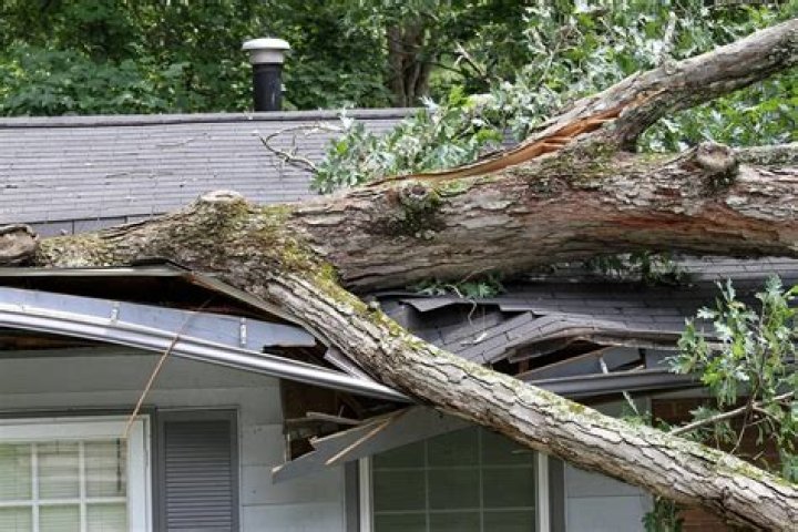 Can a falling tree destroy a house?