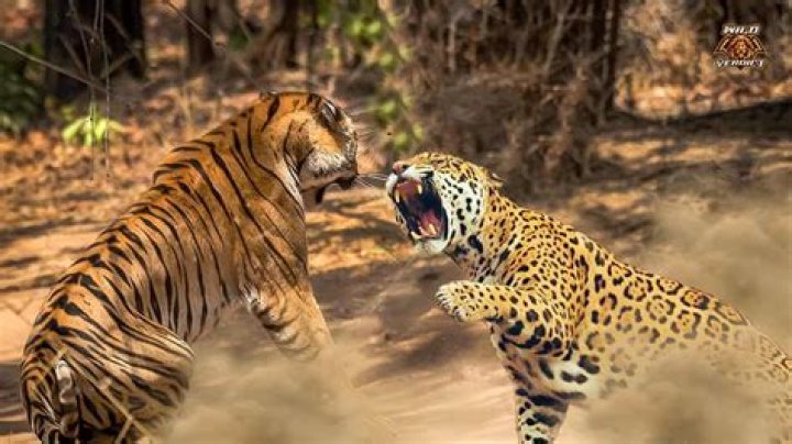 Can a jaguar fight a tiger?