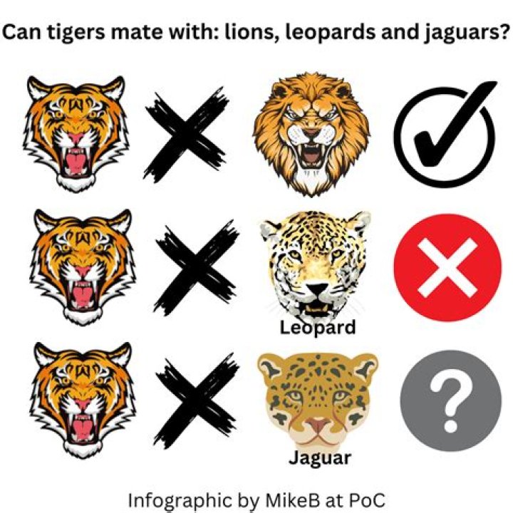 Can a jaguar mate with a lion?
