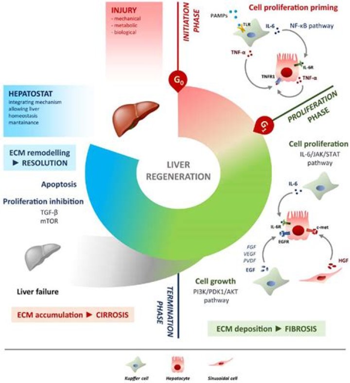 Can a kidney regenerate itself?