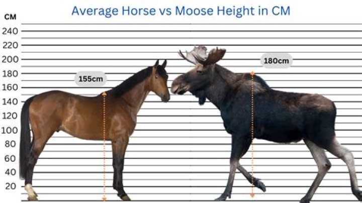 Can a moose dive 20 feet?