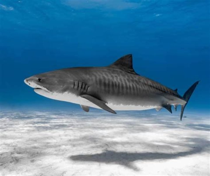 Can a shark sneeze?