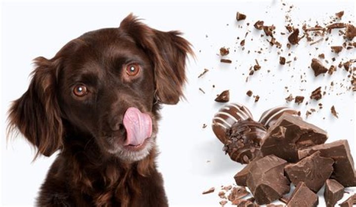 Can any animal eat chocolate?