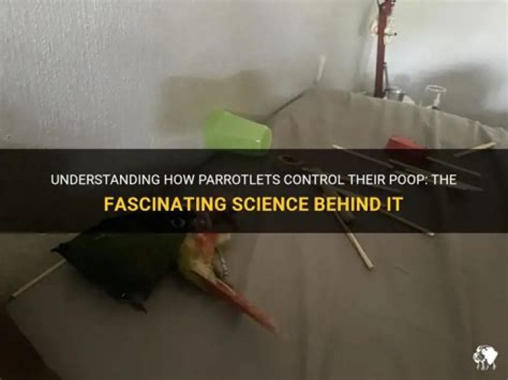 Can birds control their poop?