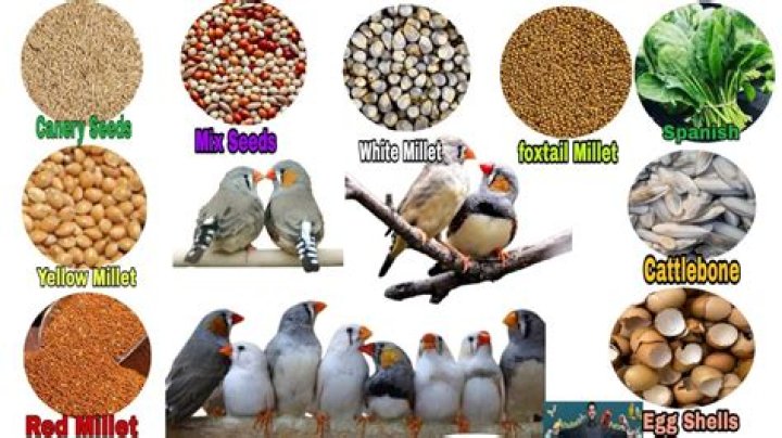 Can birds eat chips?