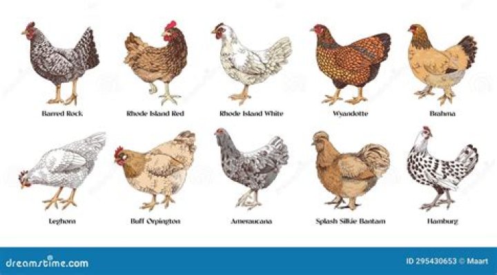 Can brother and sister chickens breed?