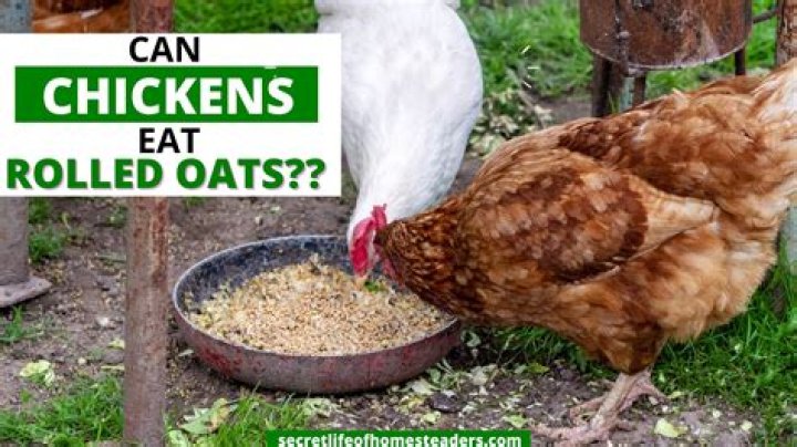 Can chickens eat rolled oats?