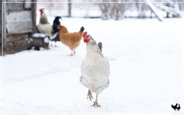 Can chickens free range in winter?