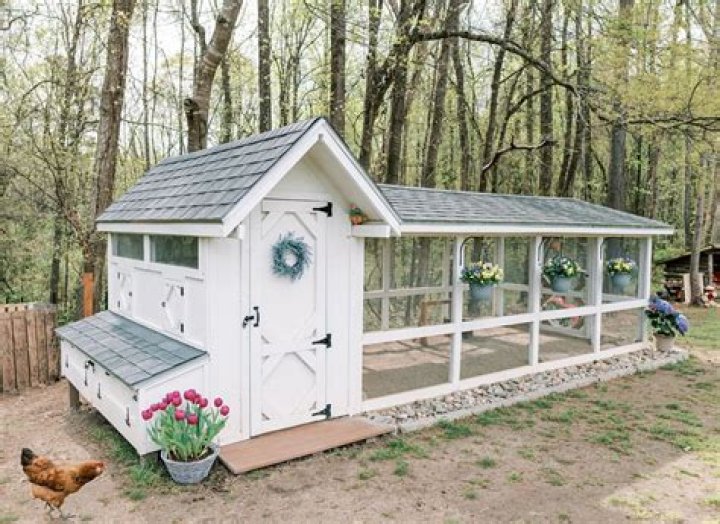Can chickens get over a 6 foot fence?