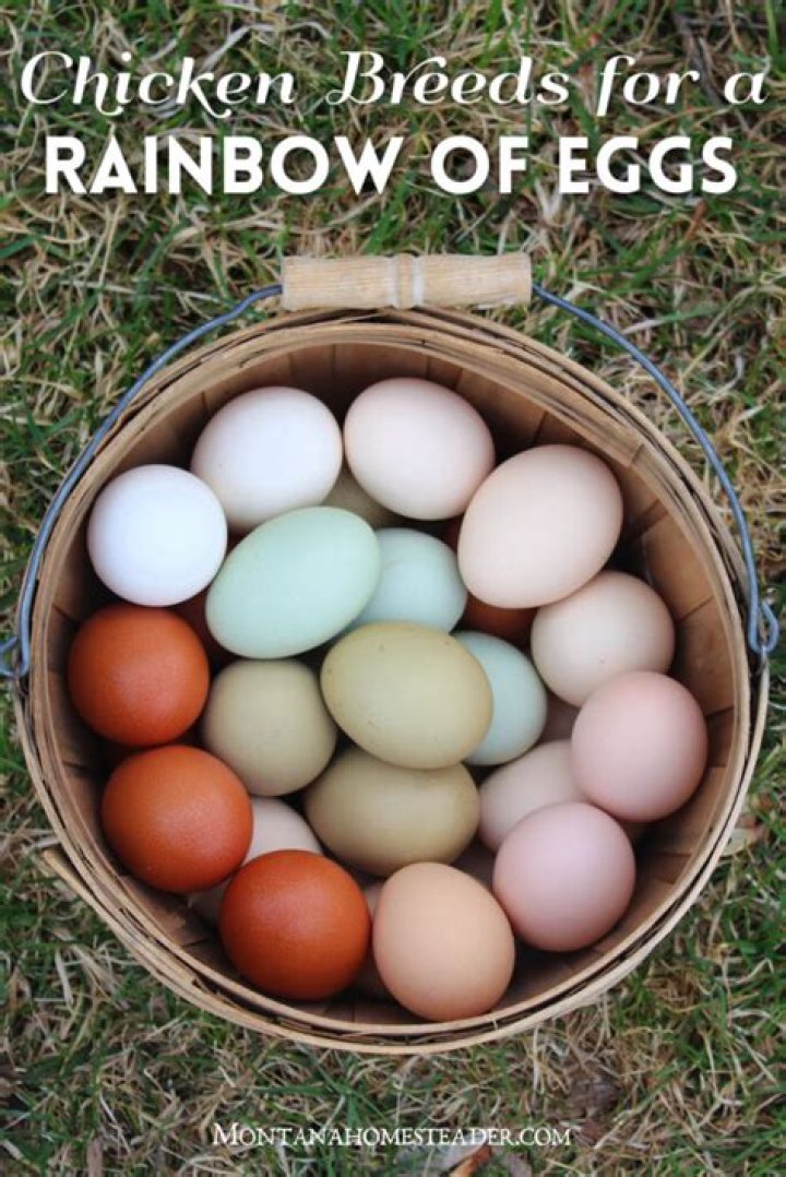 Can chickens lay spicy eggs?