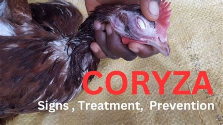 Can chickens recover from coryza?