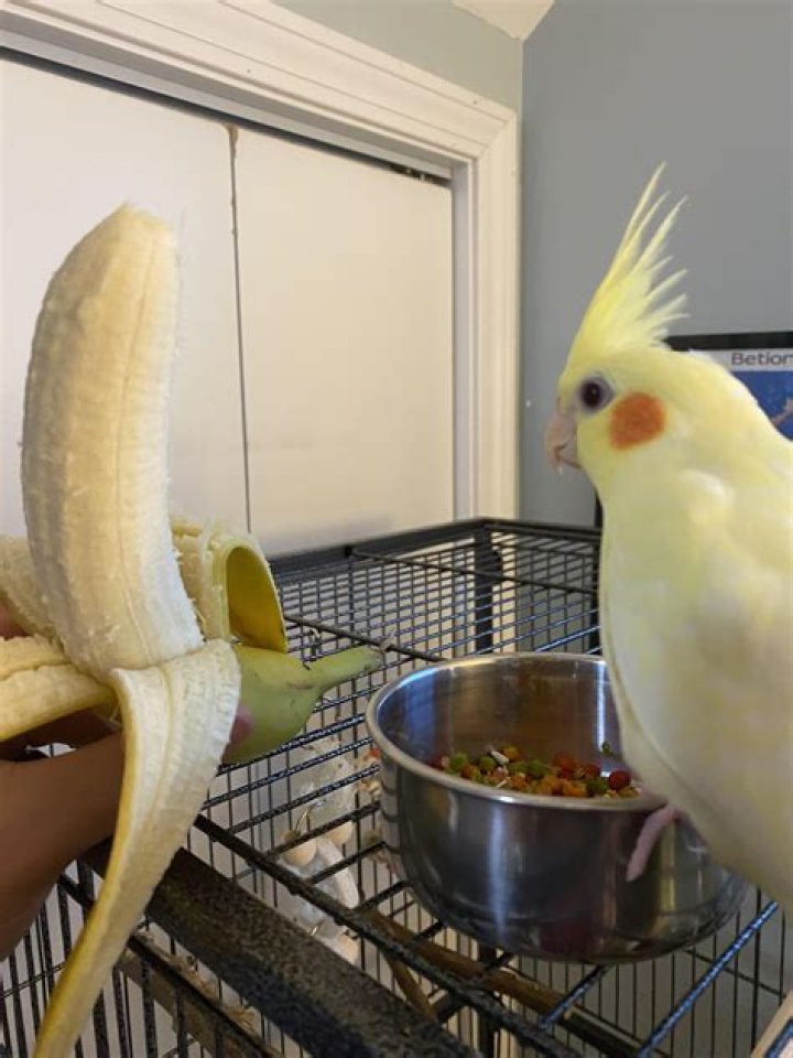 Can cockatiel eat banana?